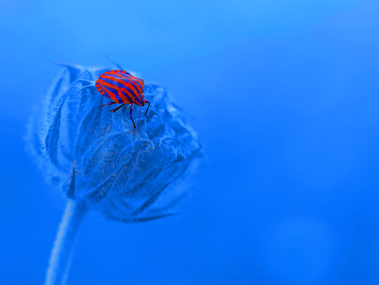 My beautiful blue planet... Poster och Canvastavla
