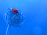My beautiful blue planet... Poster och Canvastavla