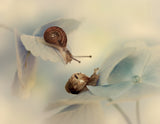Snails Poster och Canvastavla