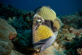 Triggerfish Poster och Canvastavla