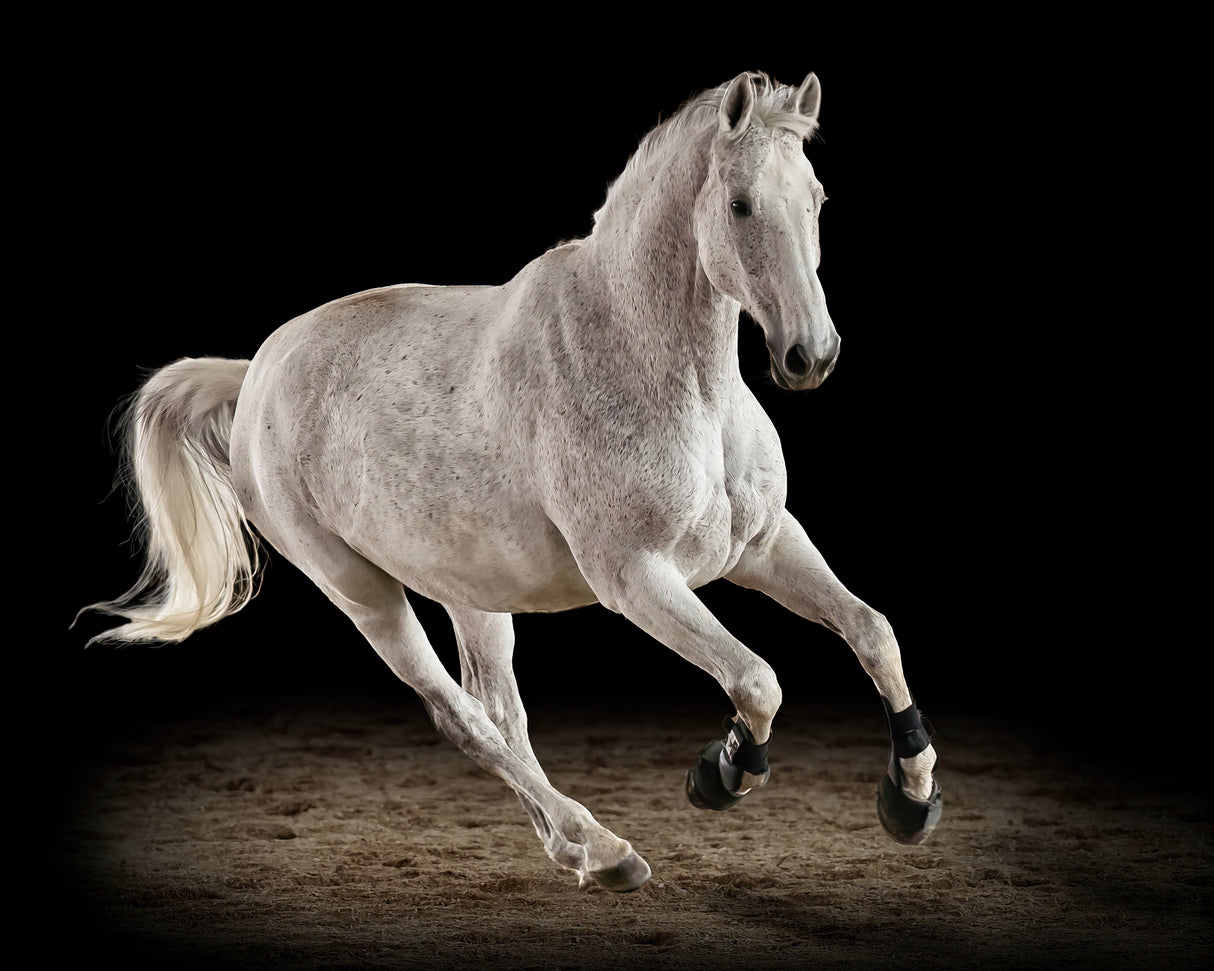 White Dancer Poster och Canvastavla