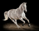 White Dancer Poster och Canvastavla