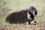The Giant Anteater Poster och Canvastavla