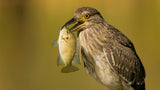 Night heron Poster och Canvastavla