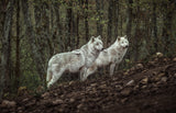 Meeting with white Wolves Poster och Canvastavla