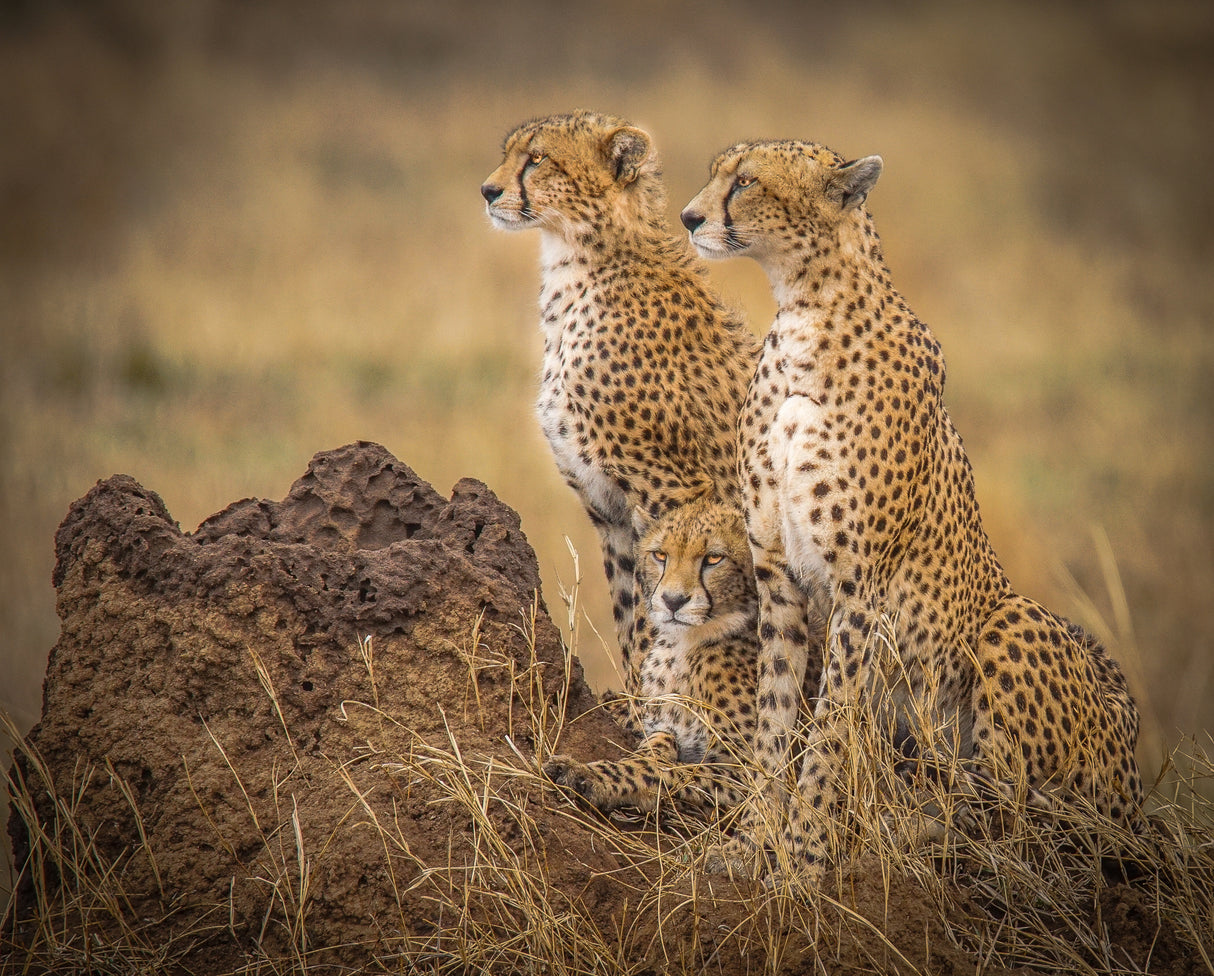 Serengeti Cheetahs Poster och Canvastavla
