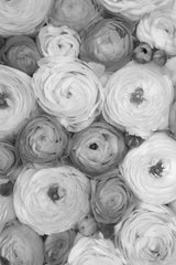 Scattered ranunculus grayscale II Poster och Canvastavla