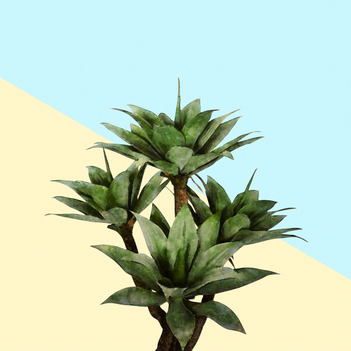 Agave 02 Poster och Canvastavla