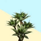 Agave 02 Poster och Canvastavla