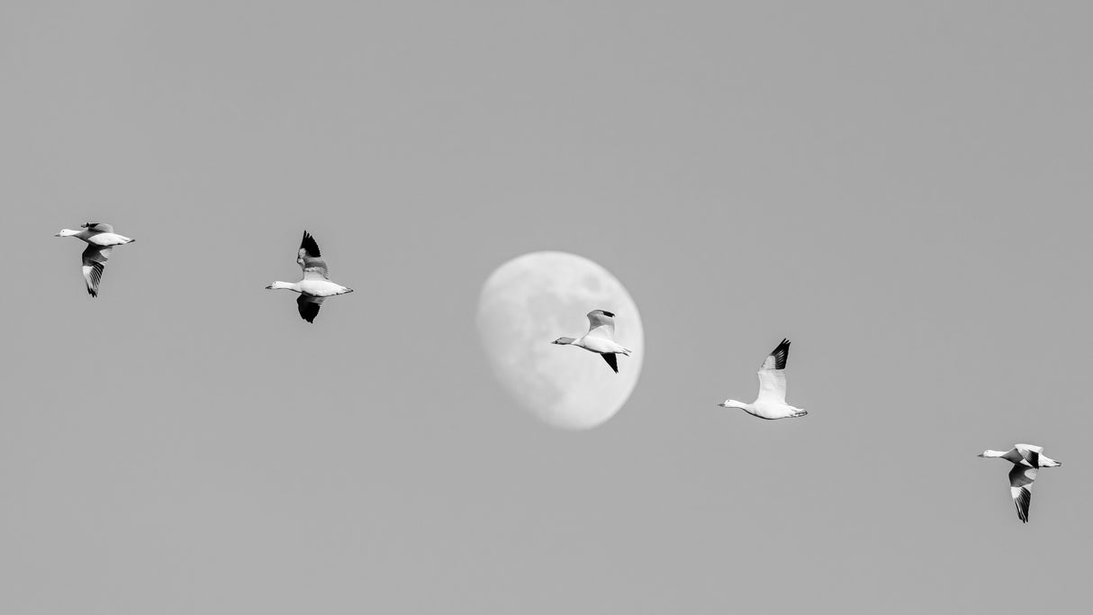 Snow Geese and the Moon Poster och Canvastavla