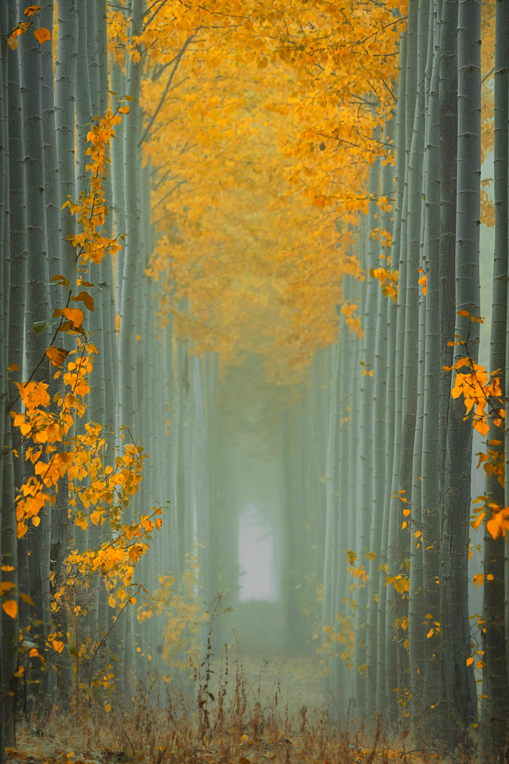 Misty Autumn Path Poster och Canvastavla