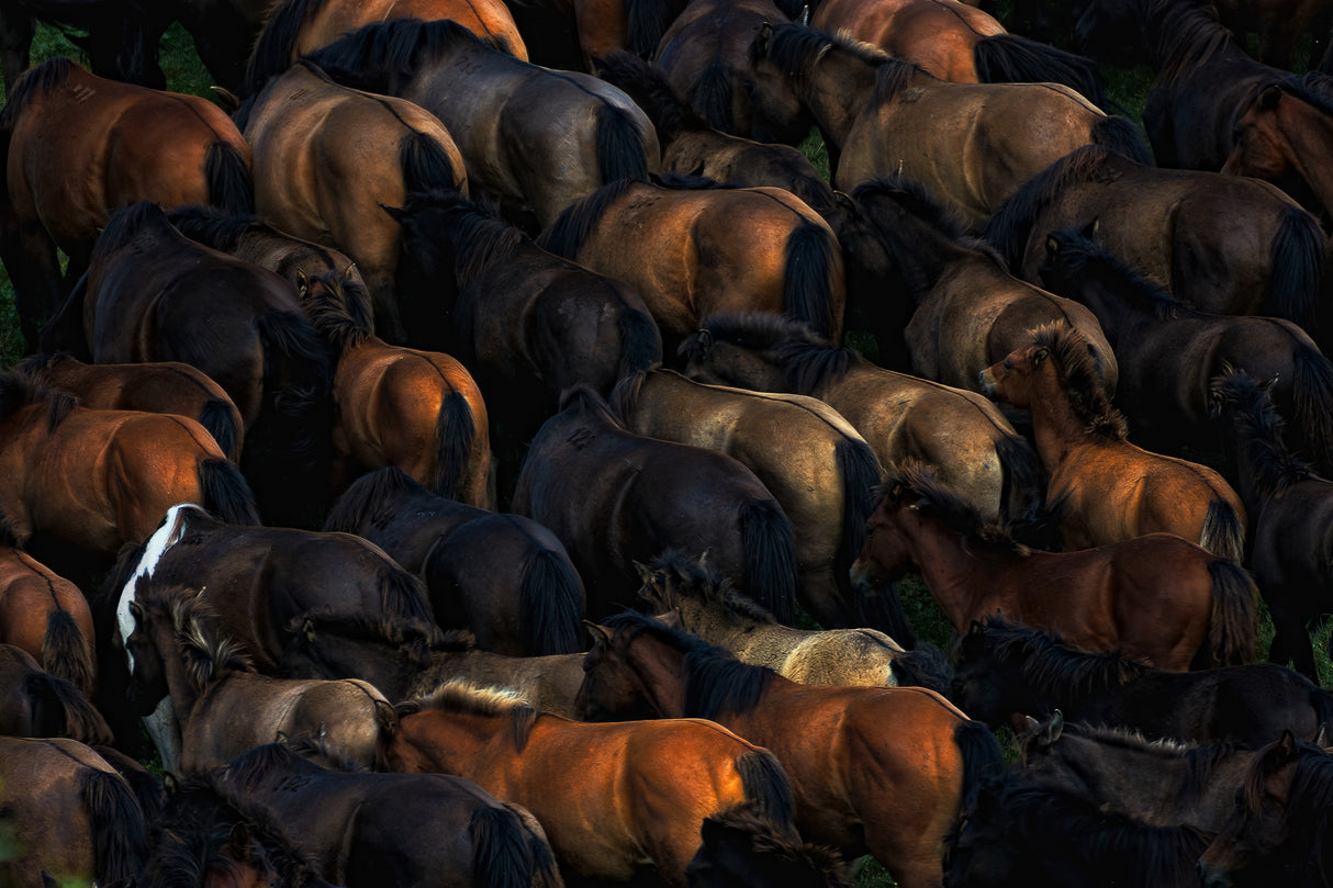 Wild horses Poster och Canvastavla