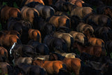 Wild horses Poster och Canvastavla