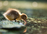 Duck Poster och Canvastavla