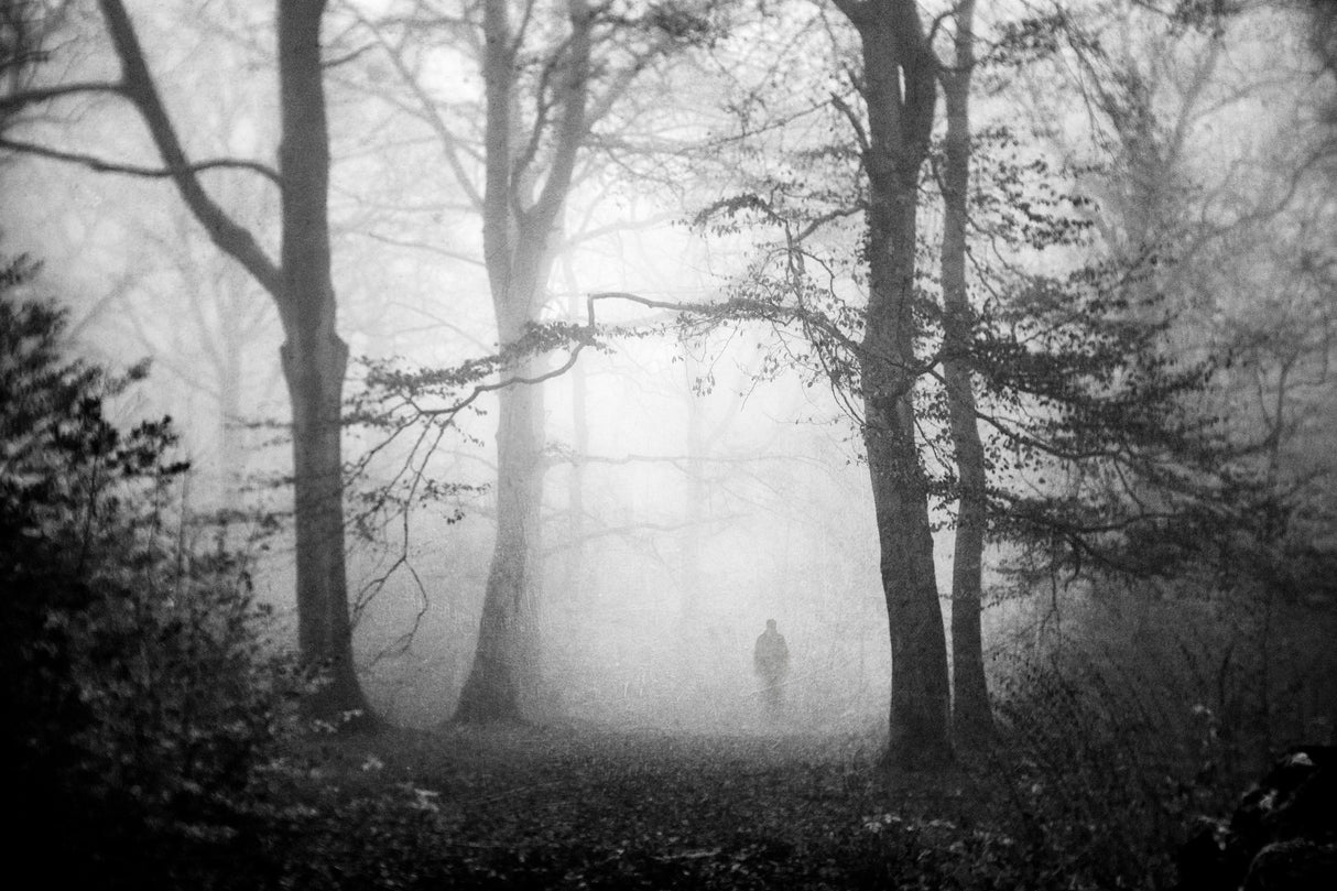 Visions Of A Forest Poster och Canvastavla