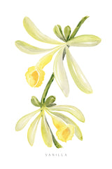 Watercolor vanilla orchid Poster och Canvastavla