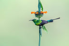 Sun Bird Poster och Canvastavla