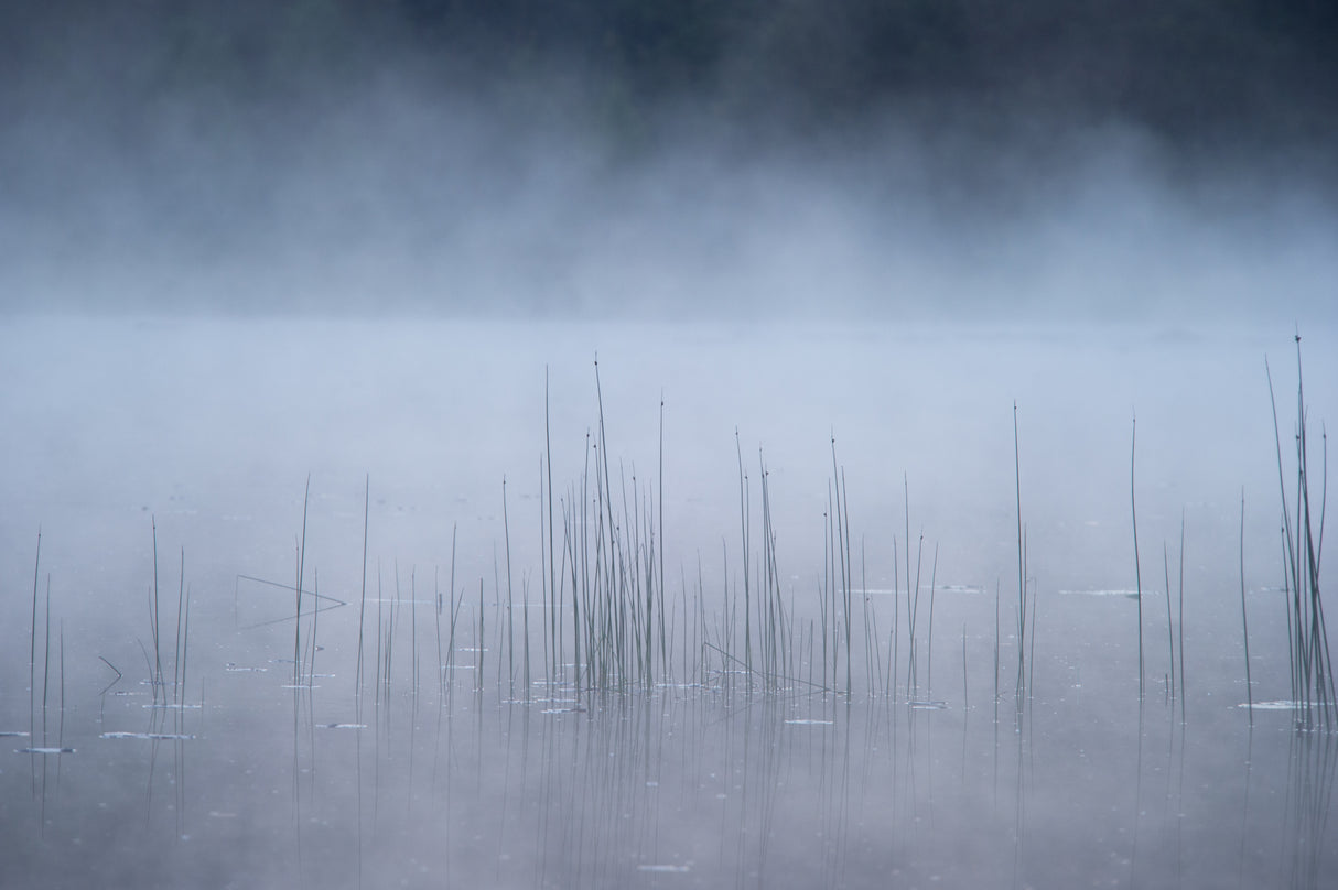 Reed and fog Poster och Canvastavla