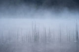 Reed and fog Poster och Canvastavla