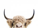 Peeking Cow Poster och Canvastavla