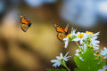 Monarch Butterfly Poster och Canvastavla