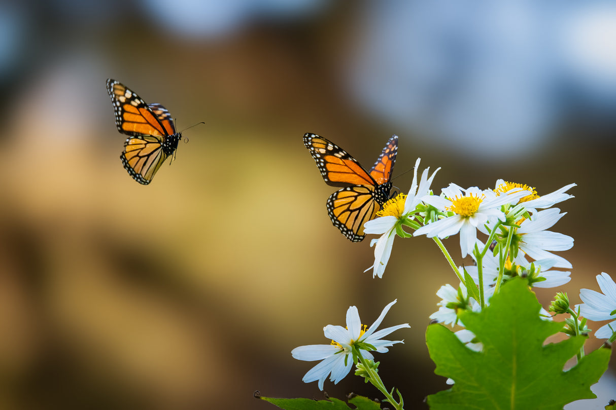 Monarch Butterfly Poster och Canvastavla