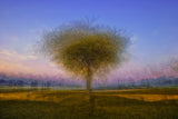 Monets Lullaby Poster och Canvastavla