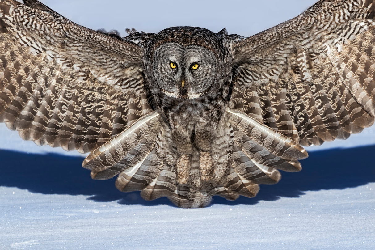 Great Grey Owl Poster och Canvastavla