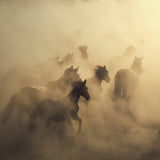 migration of horses Poster och Canvastavla