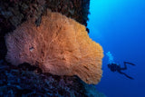 Colors of the deep Poster och Canvastavla
