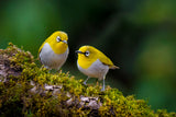 Indian white-eye Poster och Canvastavla