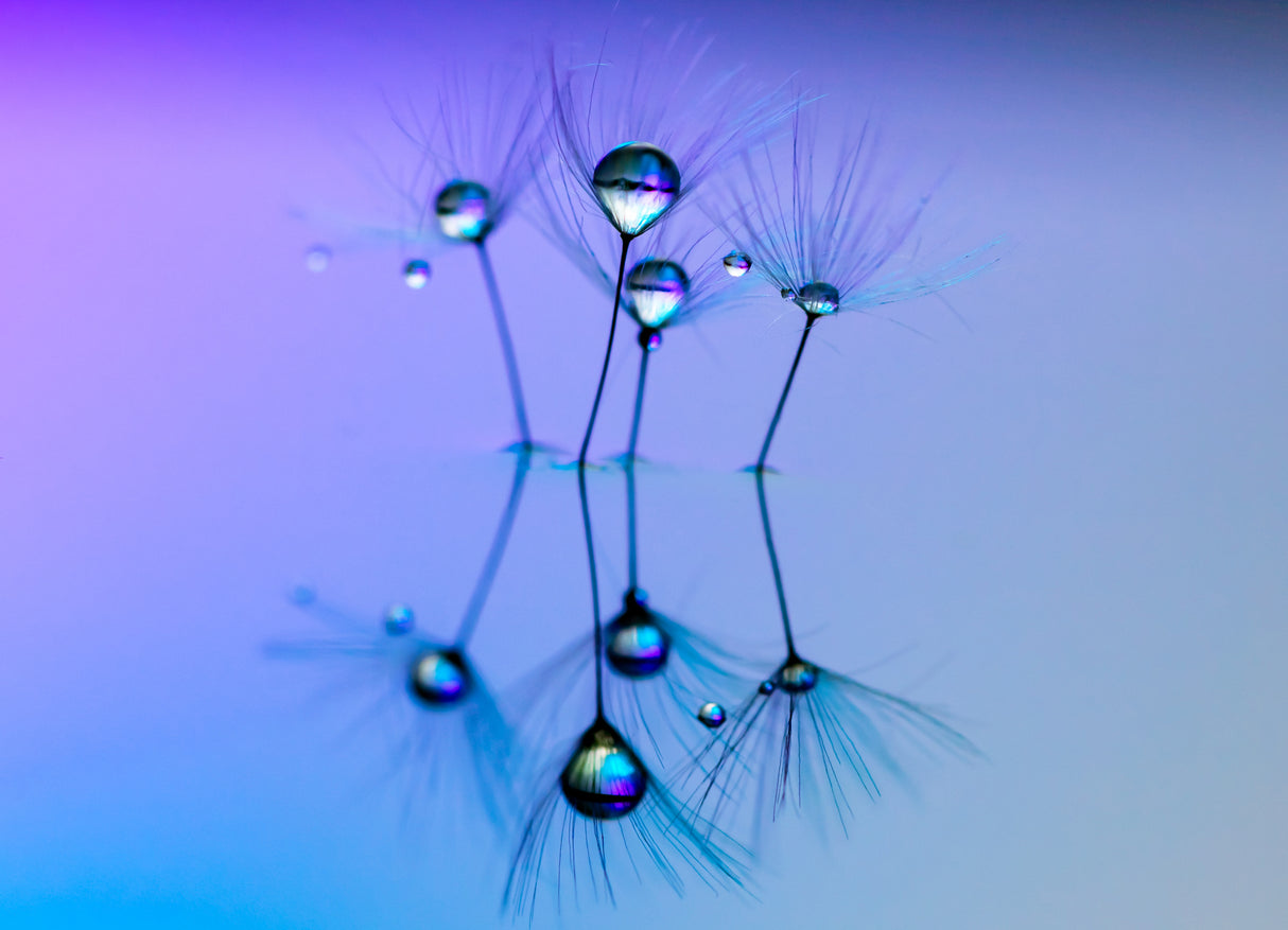 Droplets Poster och Canvastavla