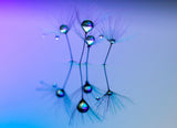 Droplets Poster och Canvastavla