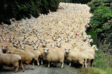 New Zealand traffic jam Poster och Canvastavla