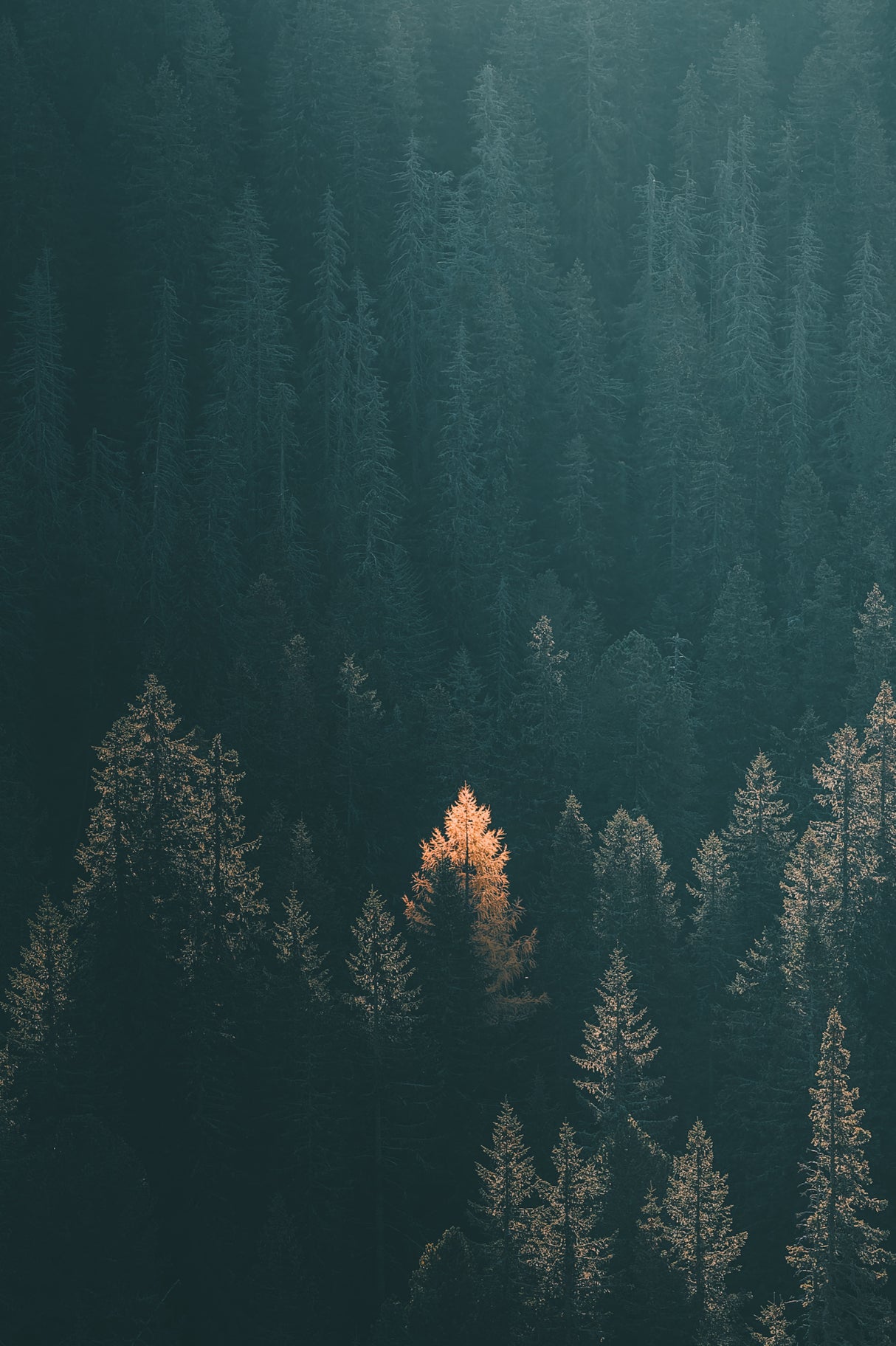 Sunrise Poster och Canvastavla