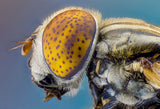 "Large spotty-eyed drone fly" Poster och Canvastavla