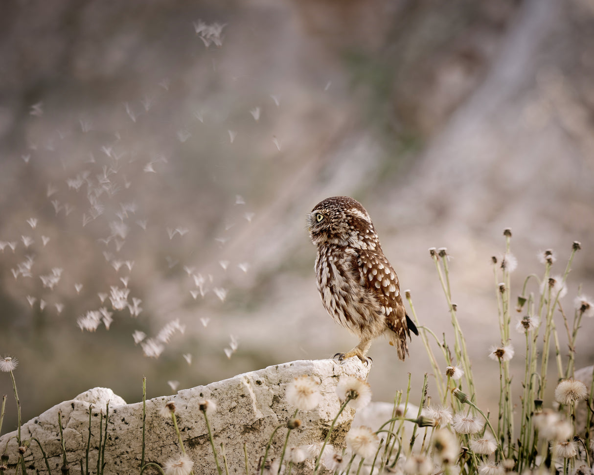 Owl and dandelion´s parachutes Poster och Canvastavla
