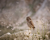 Owl and dandelion´s parachutes Poster och Canvastavla