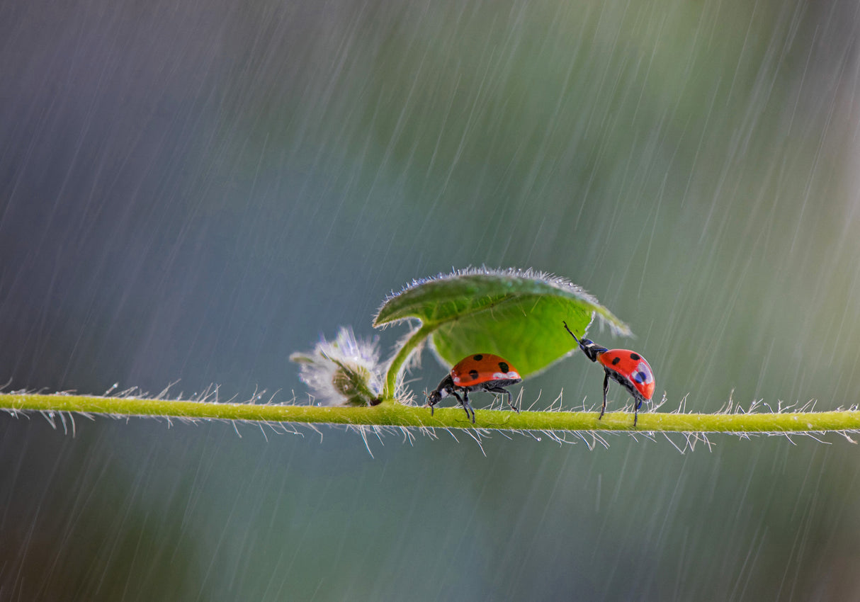 Shelter you from the rain Poster och Canvastavla