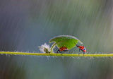 Shelter you from the rain Poster och Canvastavla