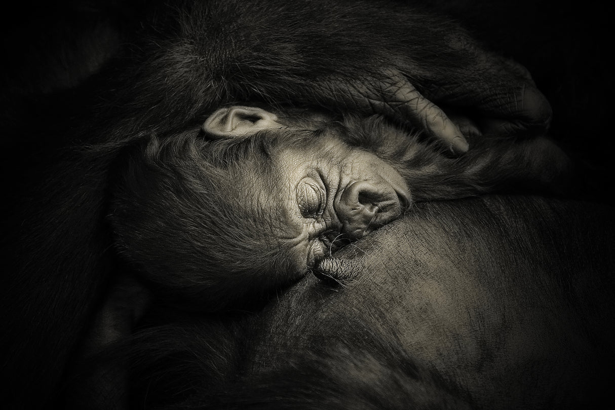 MOTHER'S HUG .... Poster och Canvastavla