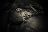 MOTHER'S HUG .... Poster och Canvastavla
