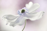 Anemone breeze Poster och Canvastavla