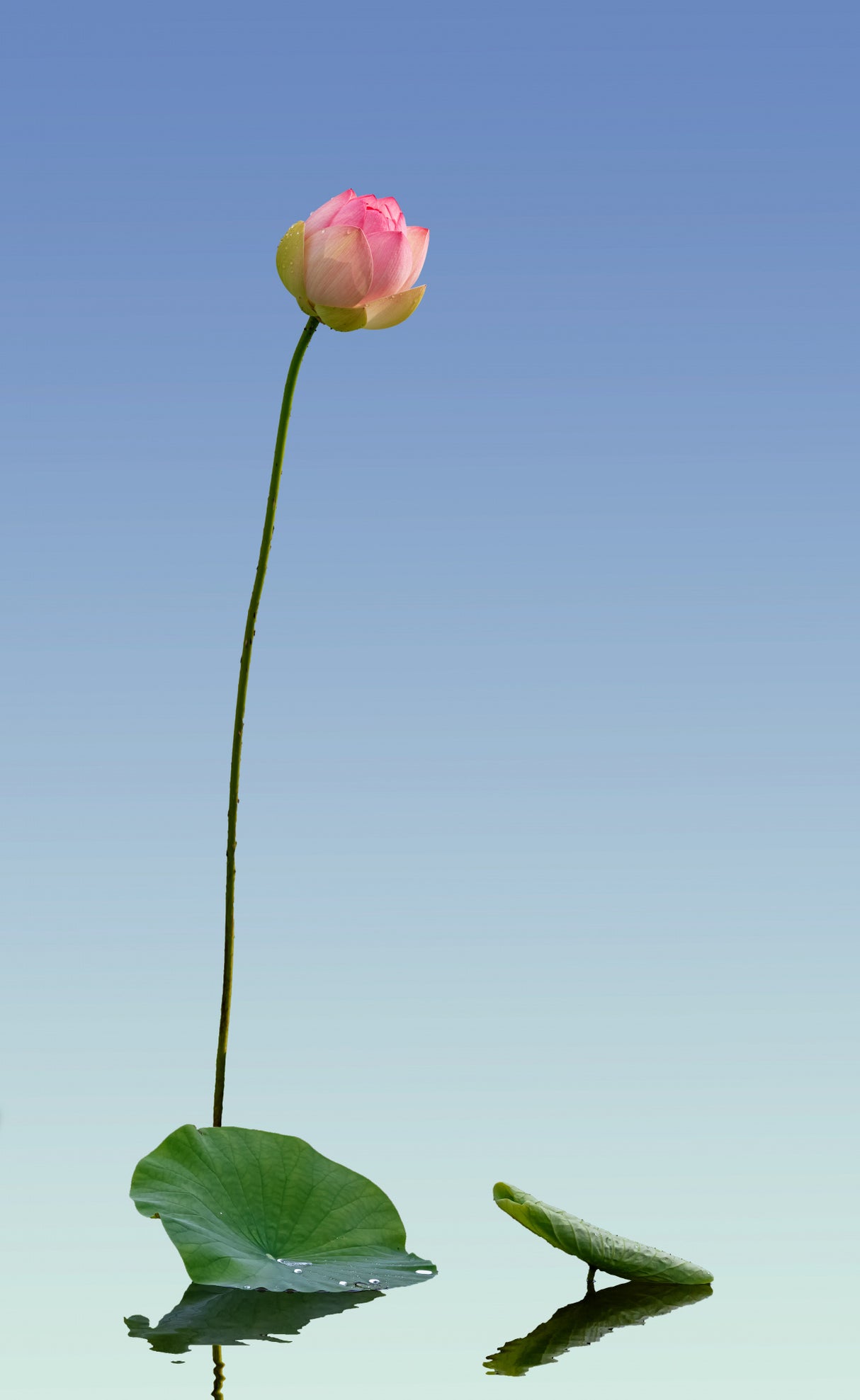 lotus Poster och Canvastavla