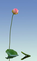 lotus Poster och Canvastavla