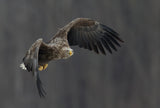 Eagle Poster och Canvastavla