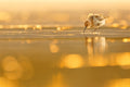 Dunlin Backlight Poster och Canvastavla