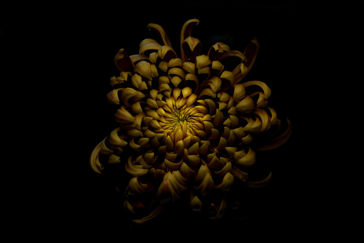 Chrysanthemum Poster och Canvastavla