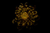Chrysanthemum Poster och Canvastavla