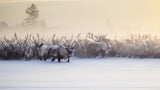 The herd is approaching Poster och Canvastavla